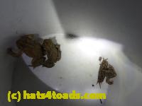 /home//u458753944/public_html/sourcegallery//Roxborough Toad Detour/2013-2019/2017/P4100661.JPG